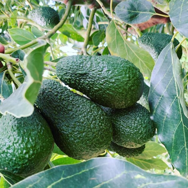 AGUACATES ECOLÓGICOS